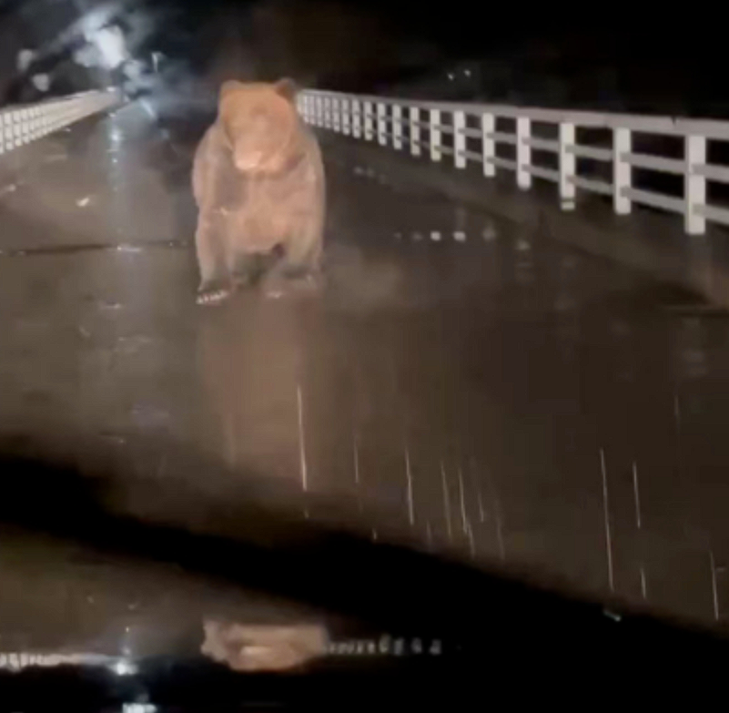 日本北海道一汽车遭熊袭击:引擎盖一巴掌被扇凹陷